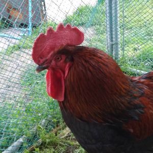 Meet your Posher, Shawna